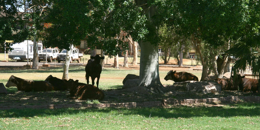img_1790_paraburdoo_kuehe