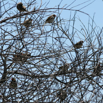 img_4220_voegel
