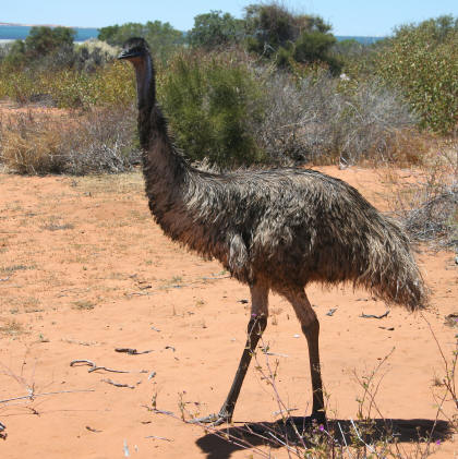 img_4243_emu