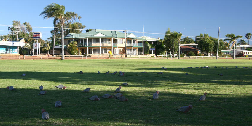 img_4535_kalbarri_kakadus