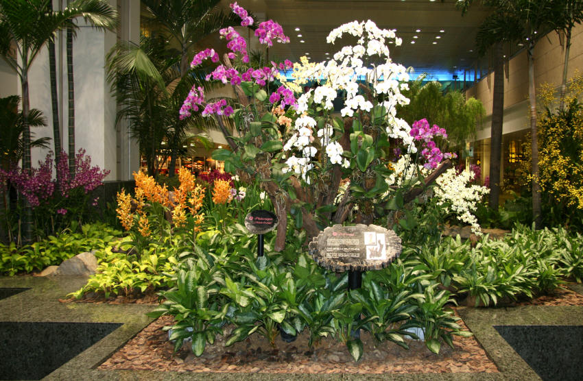 img_9564_orchideen