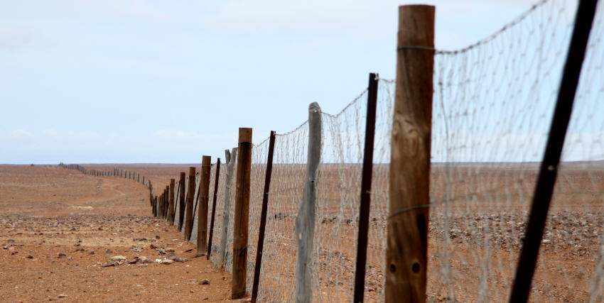 img_9825_dog_fence