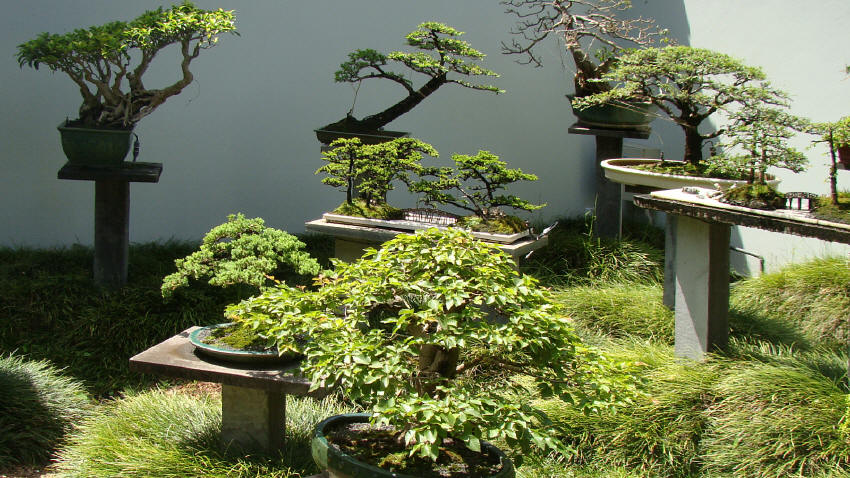 dsc02332_bonsai