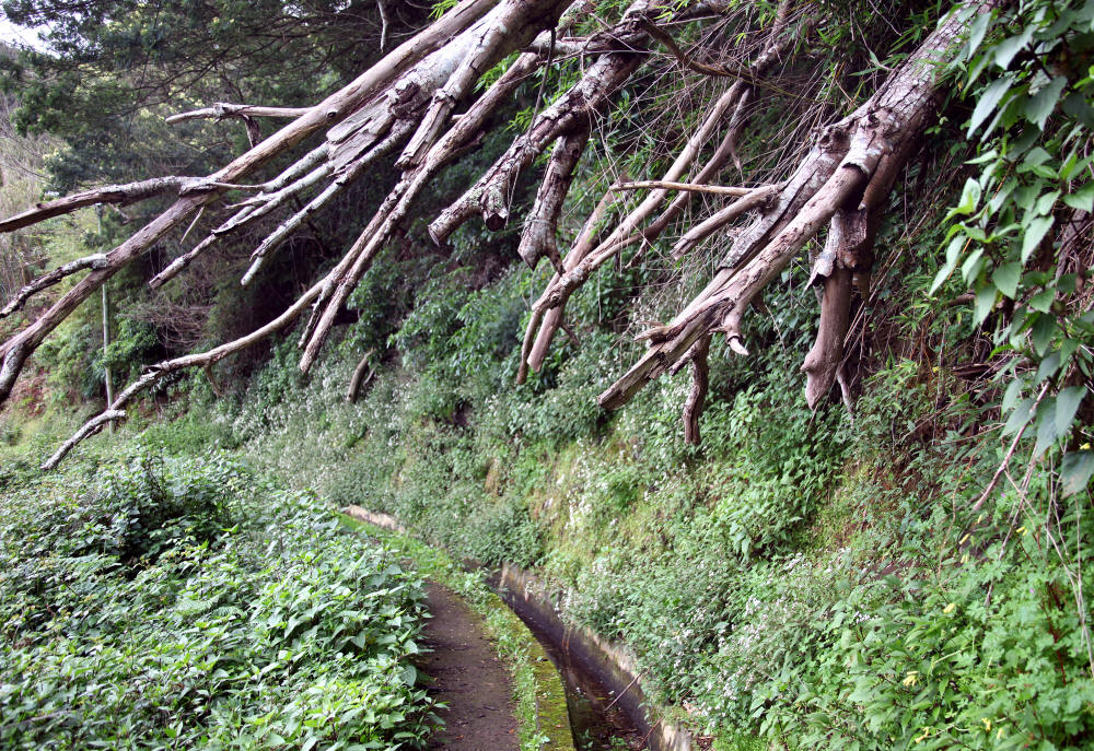 levada_do_canical_1