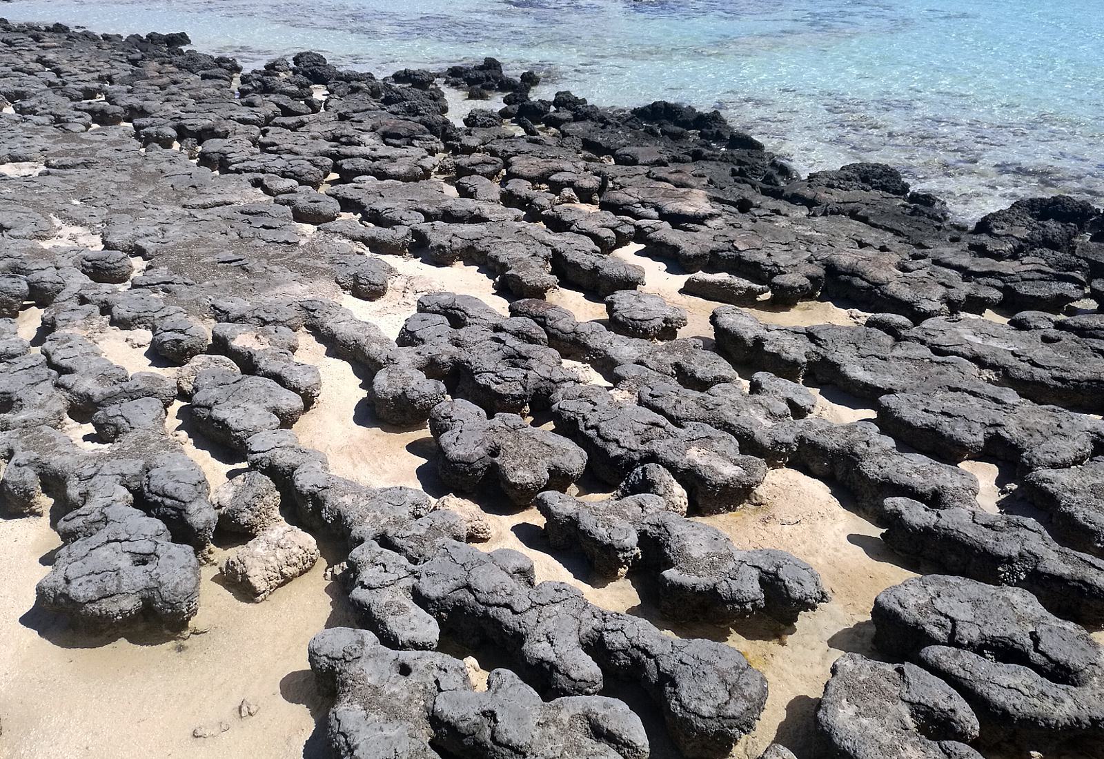 stromatolithen_hamelin_pool