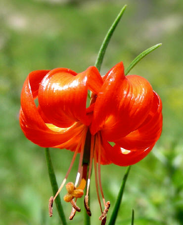 dscn0516_blume