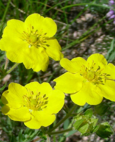dscn0521_blume