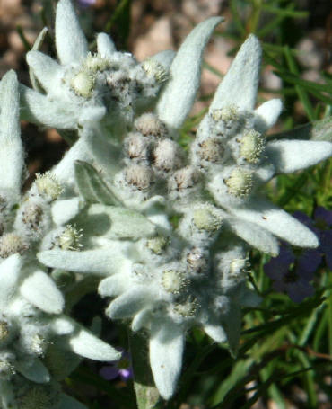 img_4713_edelweiss