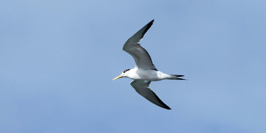 img_0979_vogel