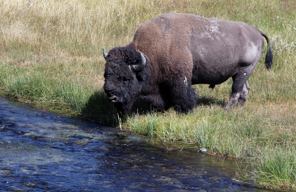 bison
