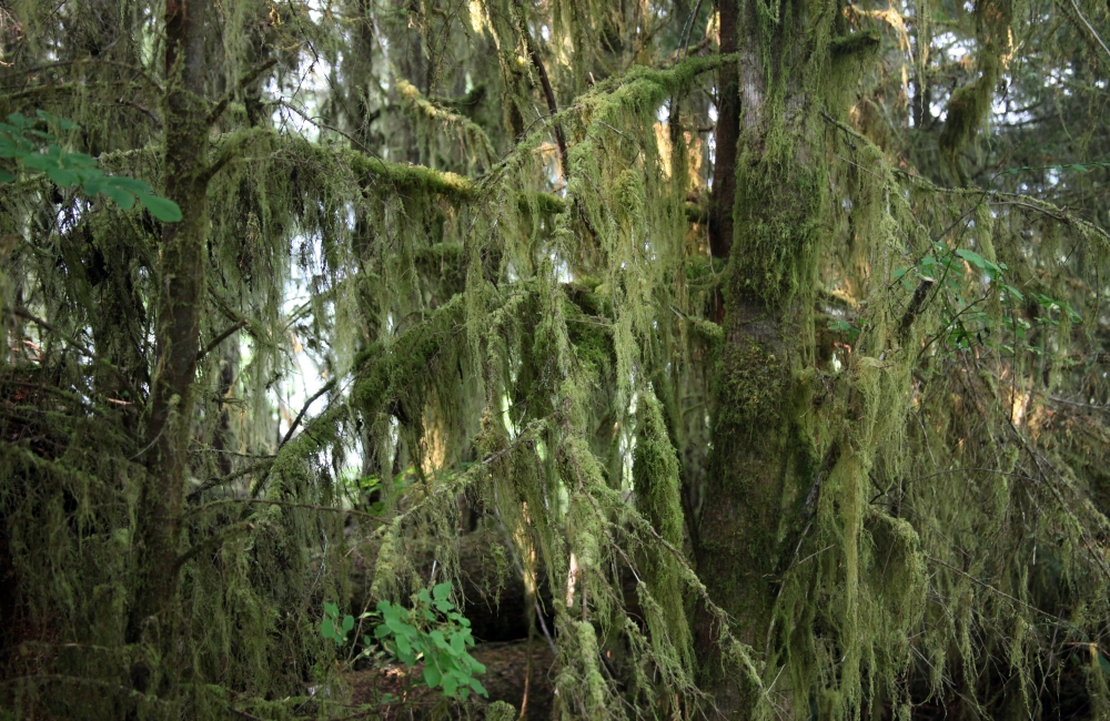 quinault_regenwald_0