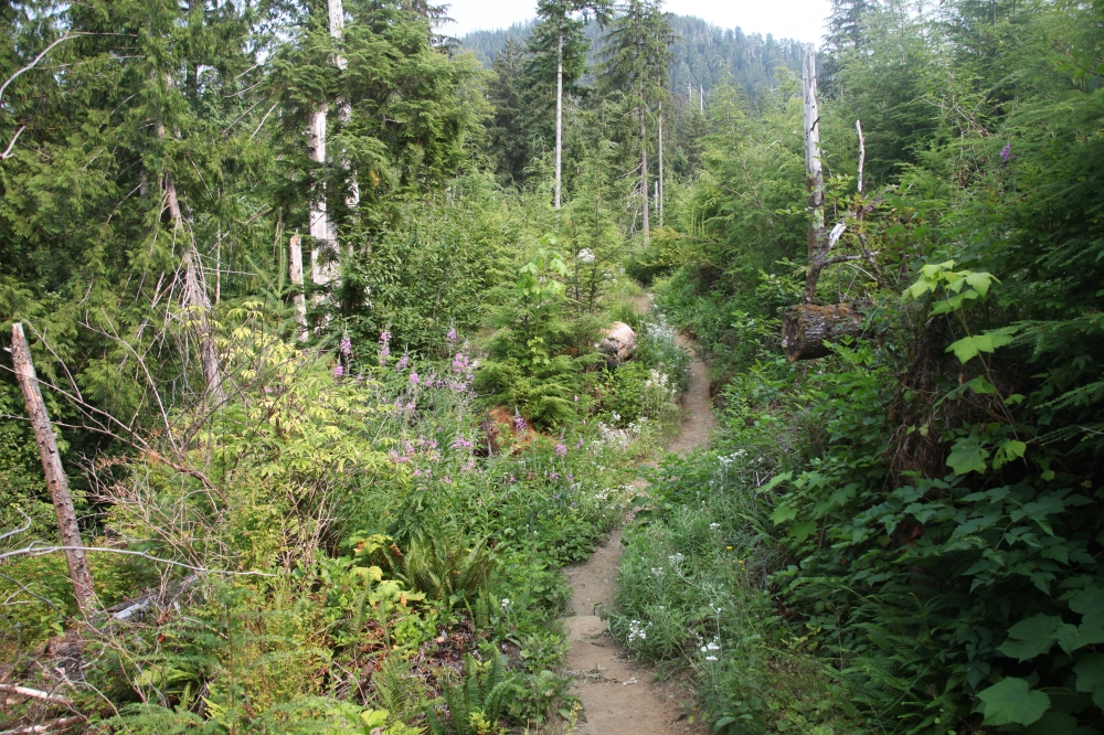 quinault_regenwald_1
