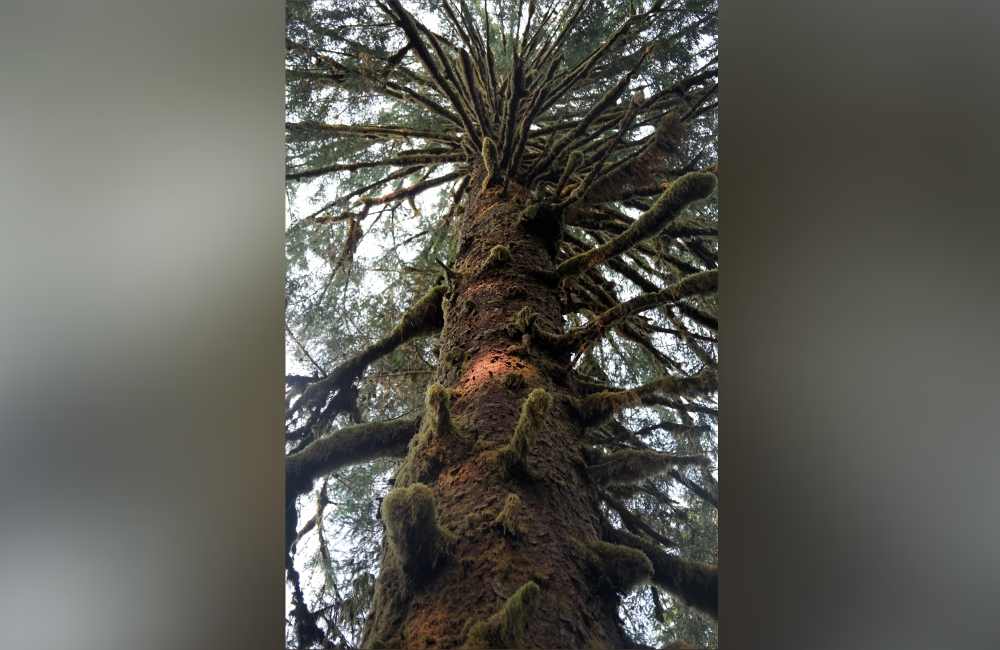 quinault_regenwald_2