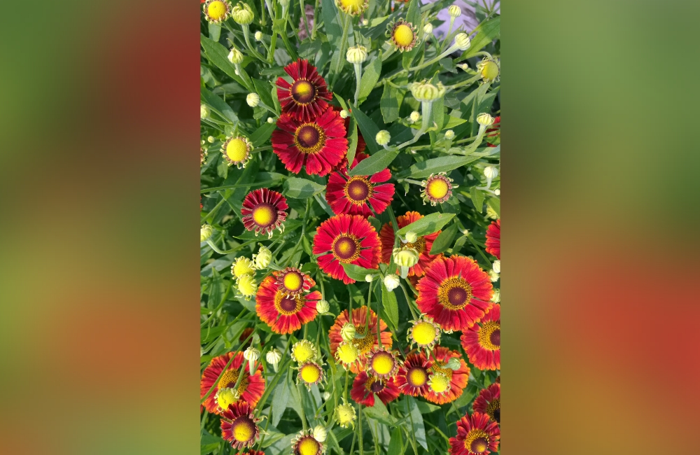 winthrop_blumen