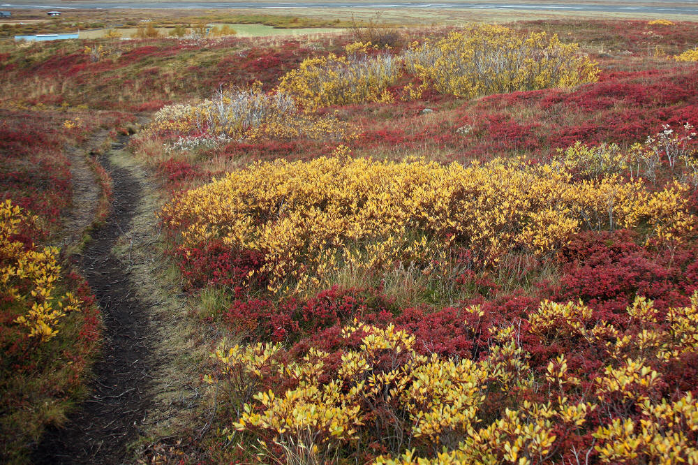 skaftafell_heide
