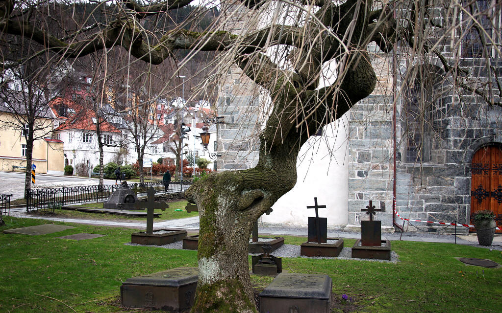 frauenbaum