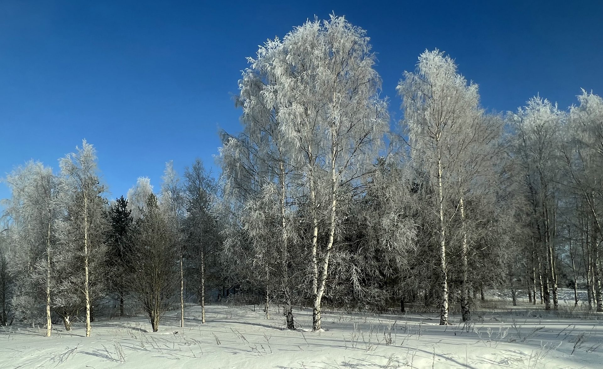 birkenwald